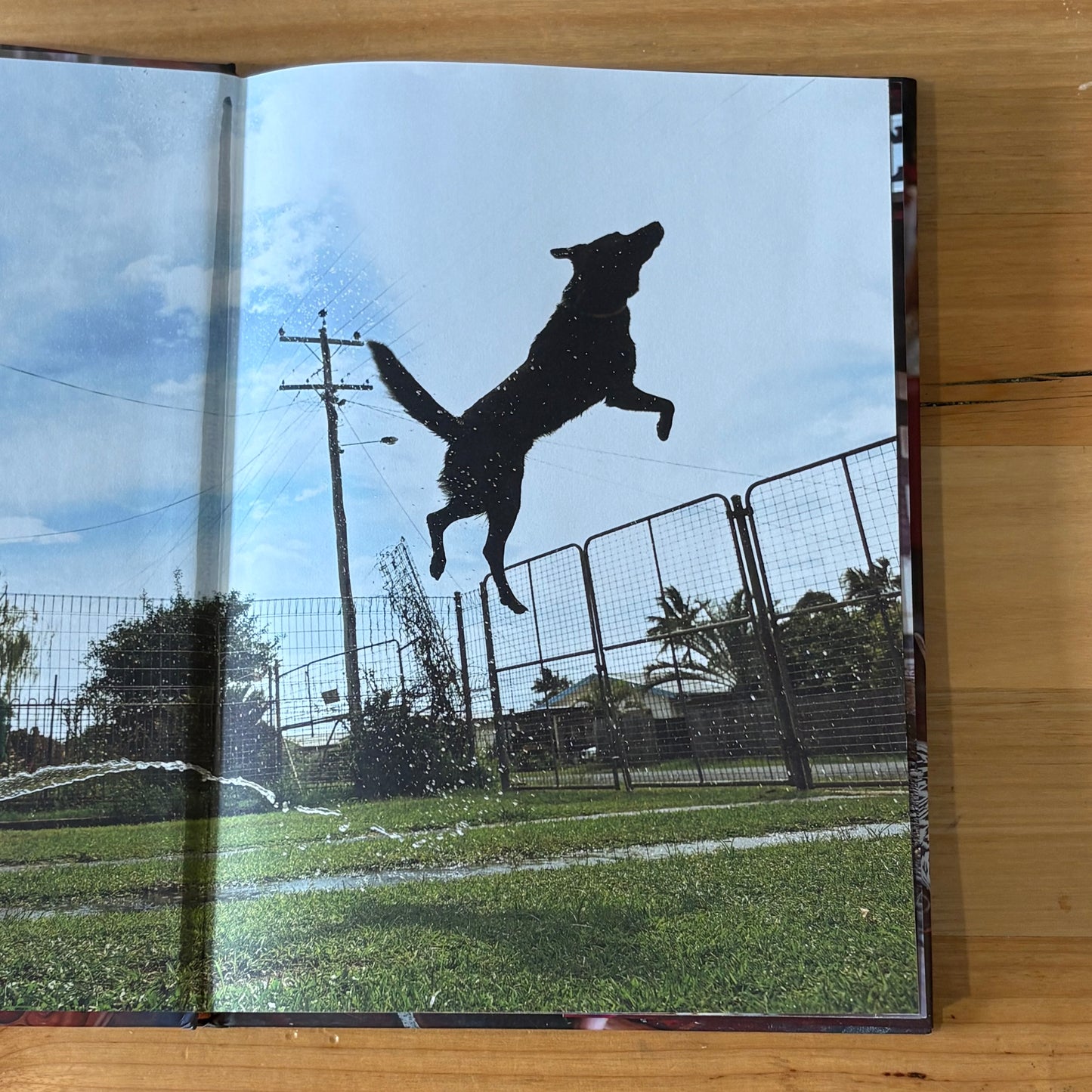 A Girl's Best Friend by David Darcy Hardcover GD