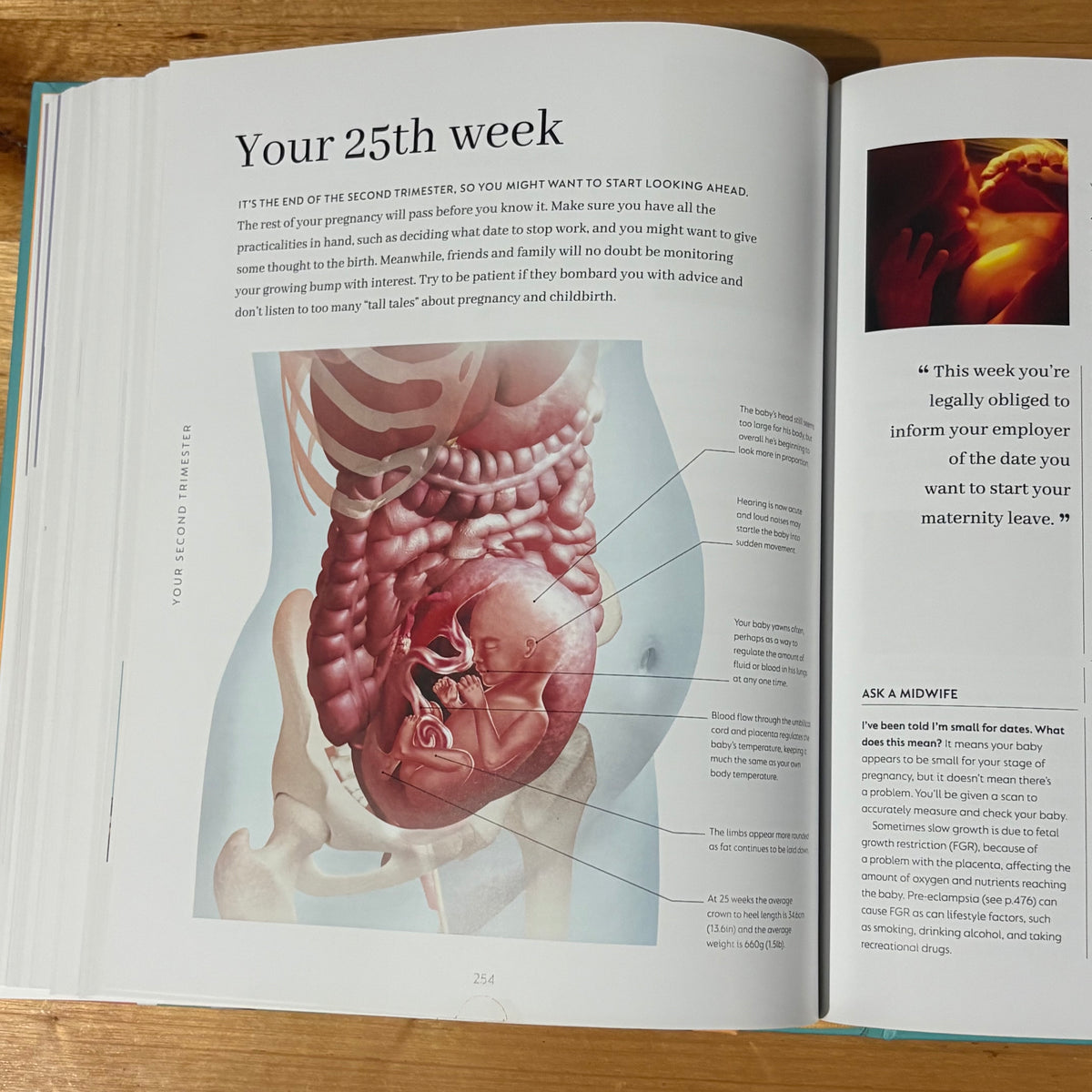 The Day-by-Day Pregnancy Book by Dr Maggie Clott Hardcover 2022 GD