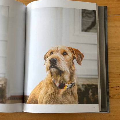 Dogs on Doorsteps by Suzanne Stephenson Hardcover 2022 GD