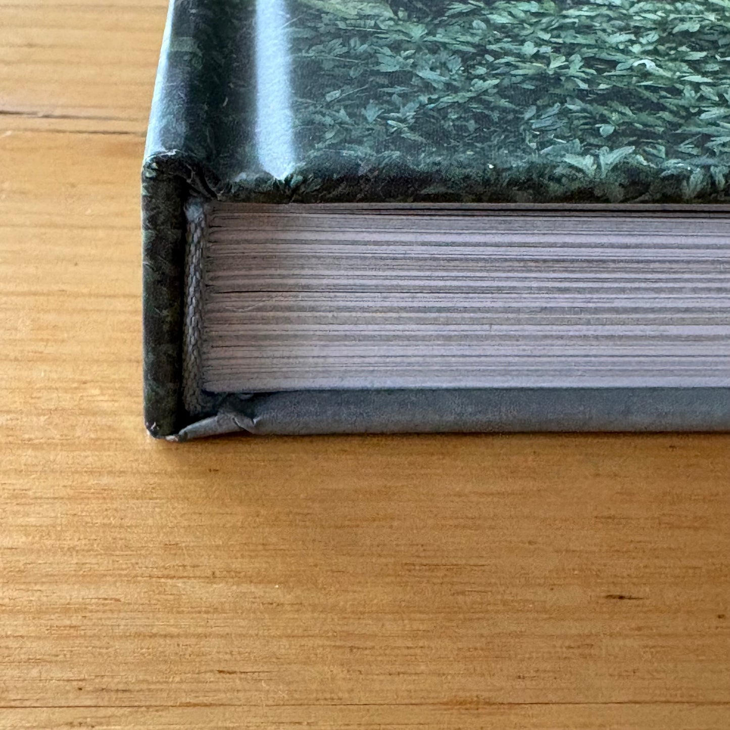 Dogs on Doorsteps by Suzanne Stephenson Hardcover 2022 GD