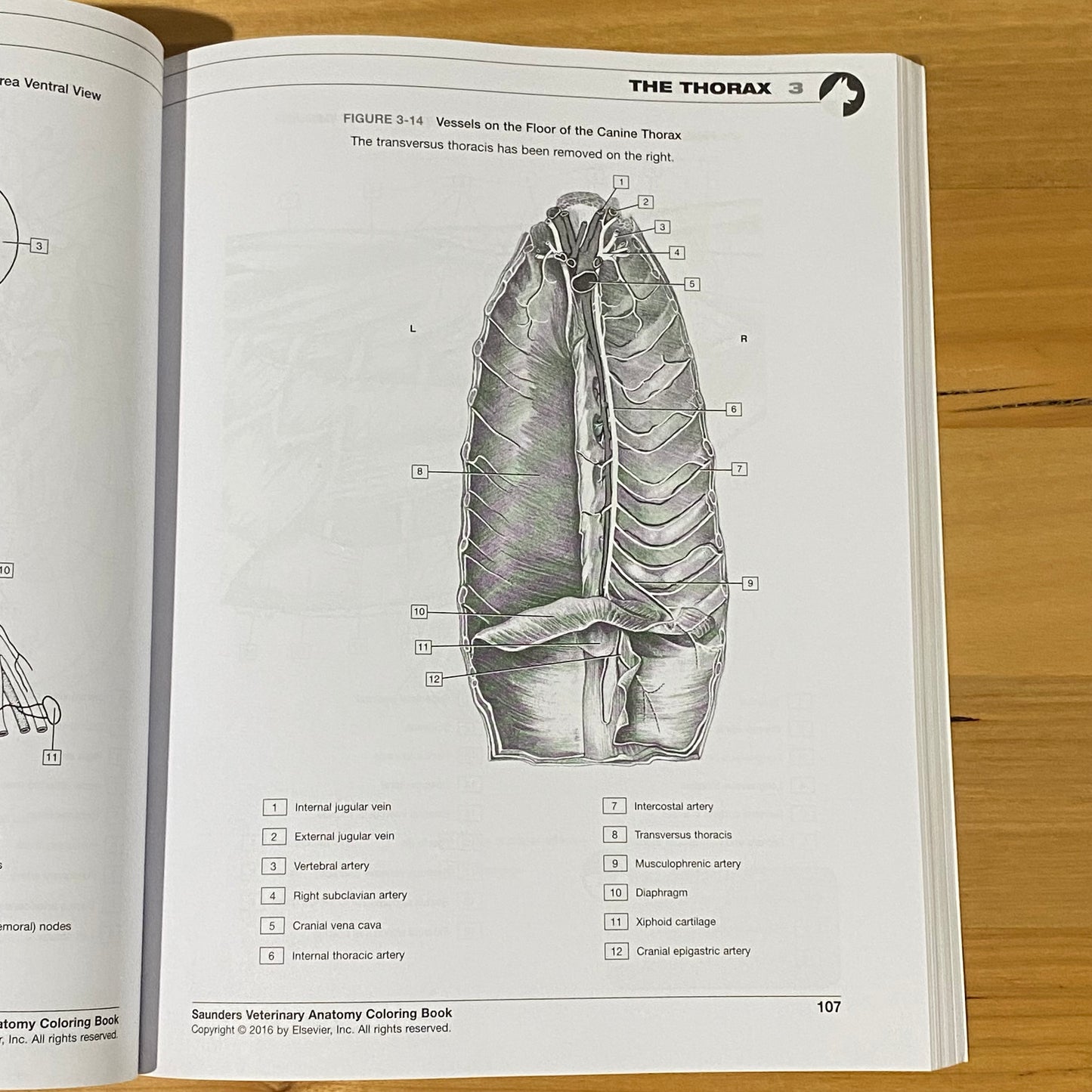 Saunders Veterinary Anatomy Coloring Book 2nd Edition by Baljit Singh Paperback GD