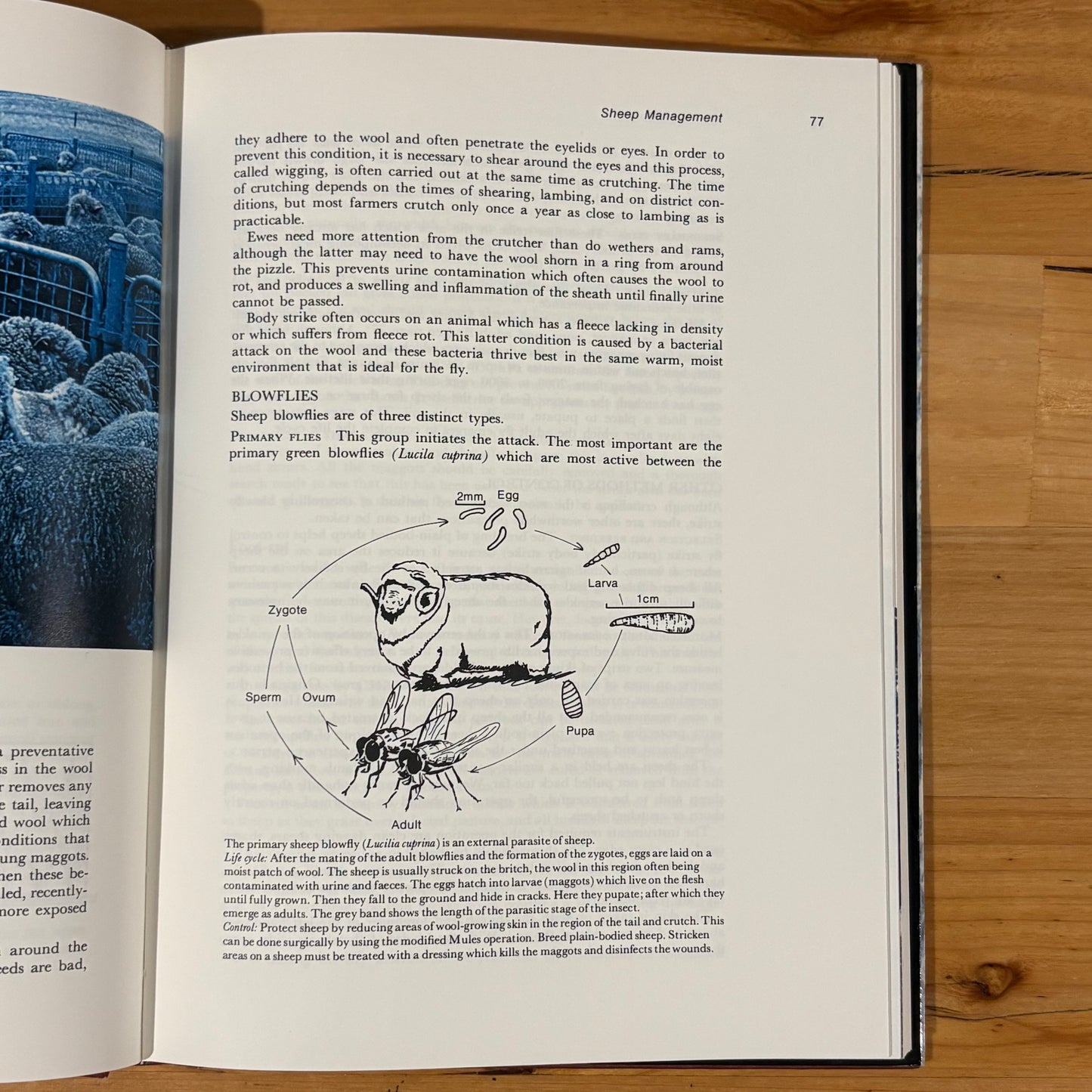 Wool and Mohair Producing Better Natural Fibres Hardcover 1979 GD