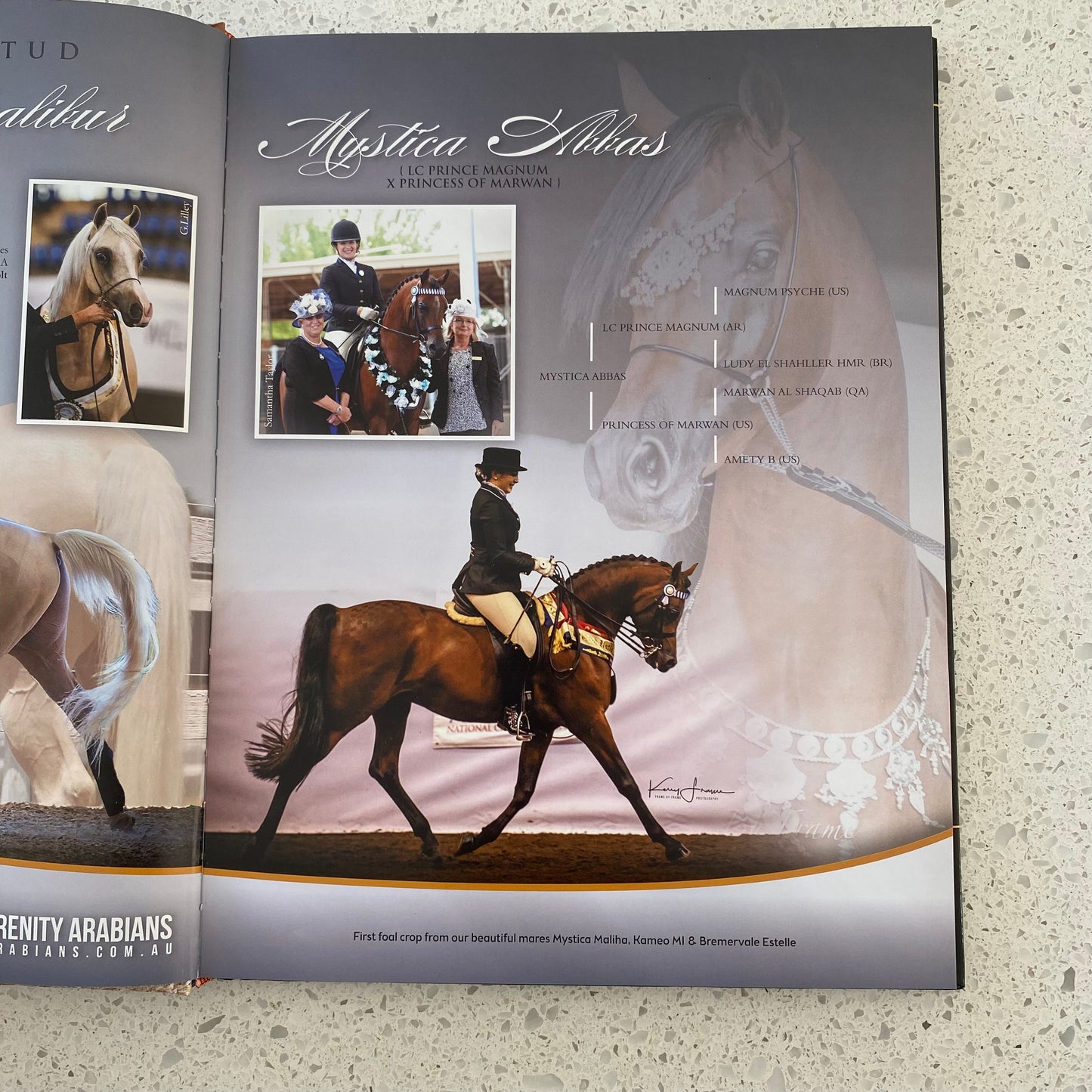 Arabian Studs and Stallions Annual 2018 Hardcover GD