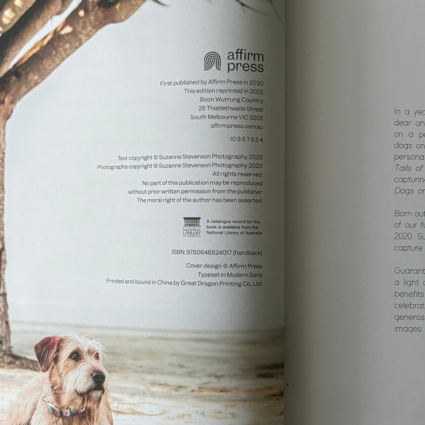 Dogs on Doorsteps by Suzanne Stephenson Hardcover 2022 GD