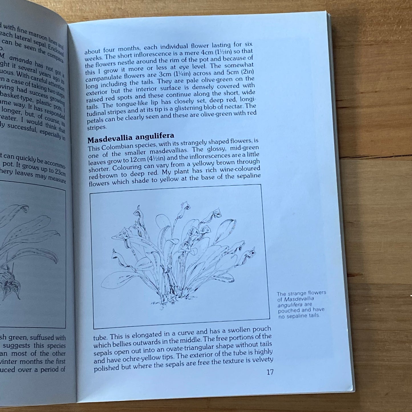 Intriguing Masdevallias Cool Growing Orchids by Jo Kelleher Paperback 1984 GD