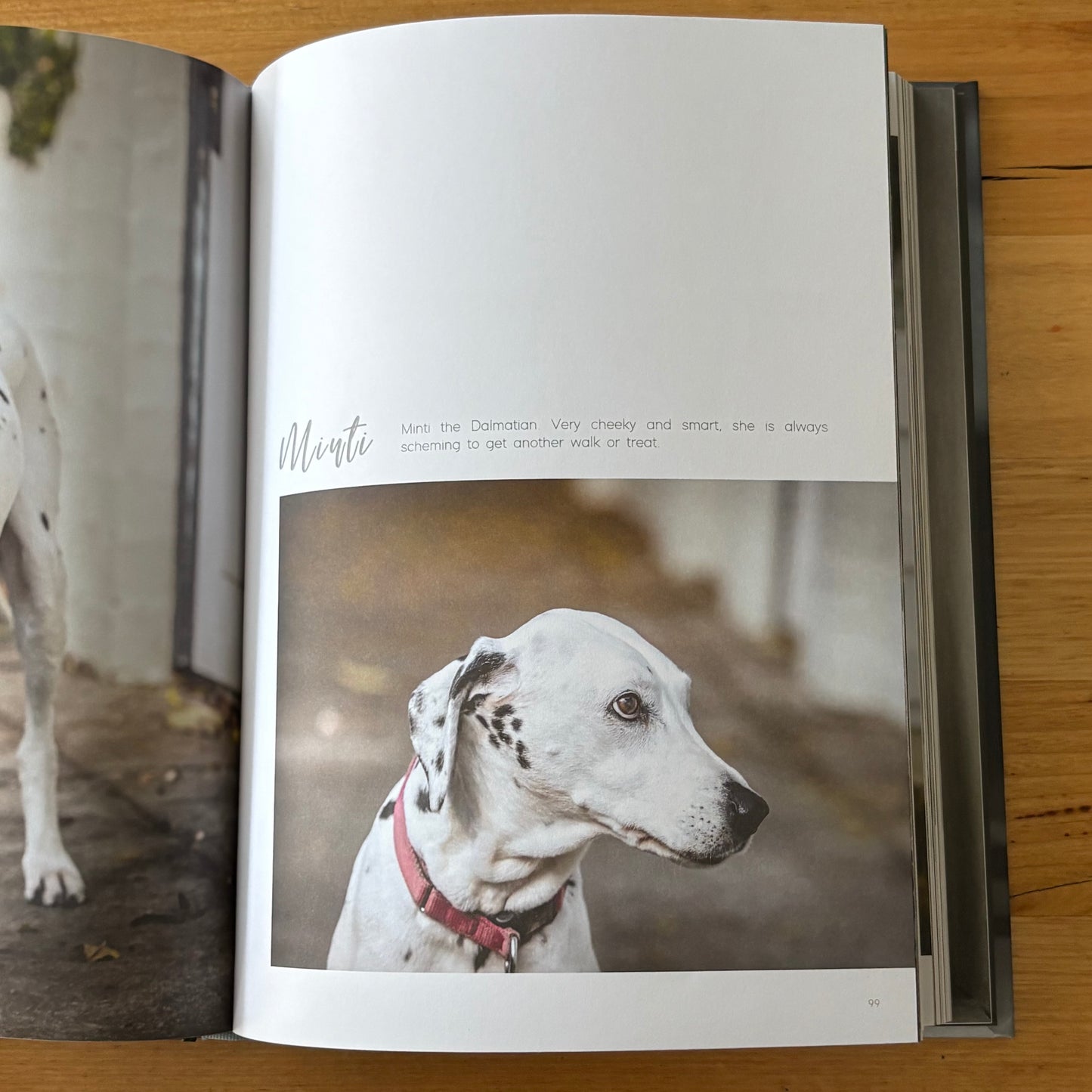 Dogs on Doorsteps by Suzanne Stephenson Hardcover 2022 GD