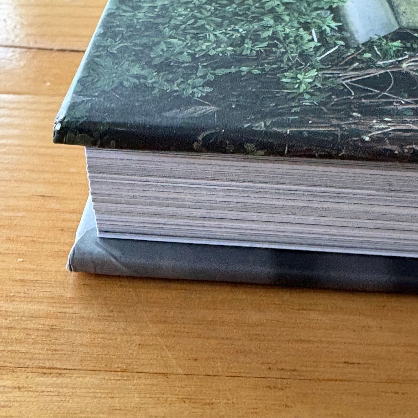 Dogs on Doorsteps by Suzanne Stephenson Hardcover 2022 GD