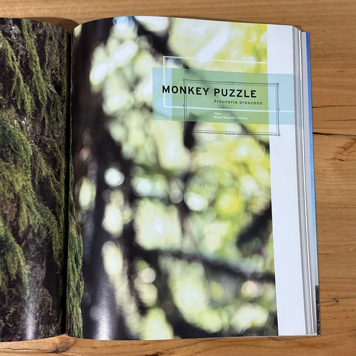 Australia's Remarkable Trees by Richard Allen and Kimbal Baker Softcover 2010